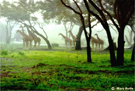 Giraffes in the Mist