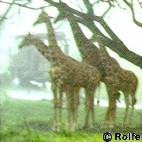 Giraffes and a Safari truck