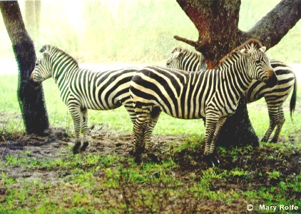 Zebra, Striped <I>Equus</I>