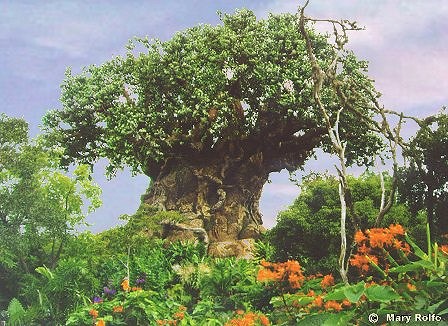 Another view of the Tree of Life