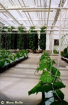 vertical plants