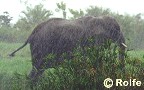 Elephant forgetting where to go when it rains
