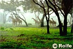 Giraffes in the mist