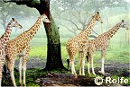 Treed Giraffes