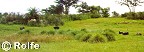 Ostrich panorama