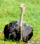 drenched Ostrich